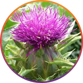 Milk Thistle Extract